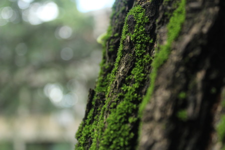 moss on a tree in the woodの写真素材