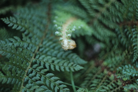ferns on the forest areaの写真素材