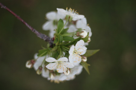 cherry blossoms on a branchsの写真素材