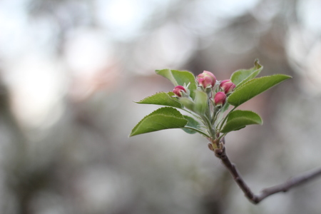 apple blossoms on a branchの写真素材