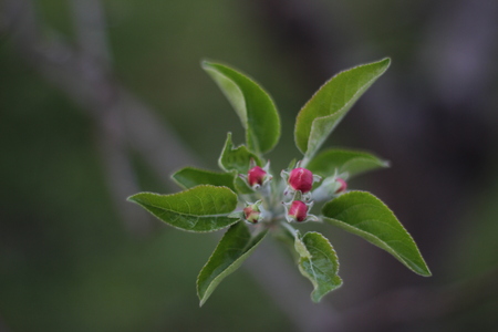 flower buds of apple fruitの写真素材