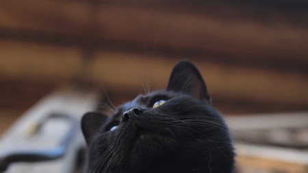 black cat, view from belowの写真素材