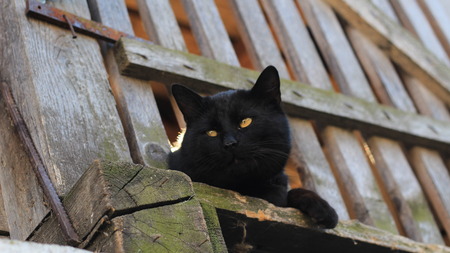 black cat in a wooden siloの写真素材