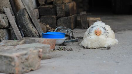 white chicken sleeping on the groundの写真素材