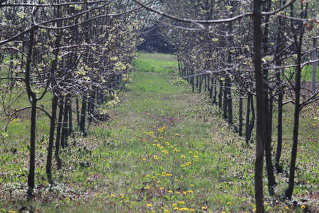 the orchard in springの写真素材