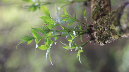 regeneration of the forestの写真素材