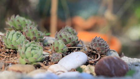 houseleek in a beautiful pot in the gardenの写真素材