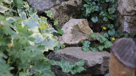 rocks and creepers in the gardenの写真素材
