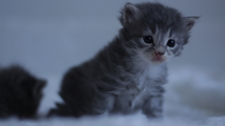 Baby cat first stepの写真素材