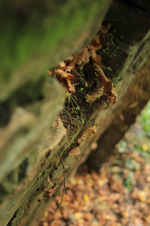 overgrown brick wall, view from aboveの写真素材