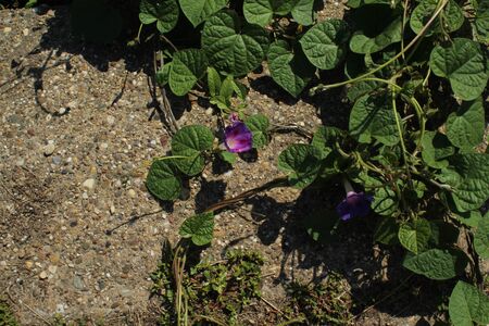 The beautiful purple creeperの写真素材