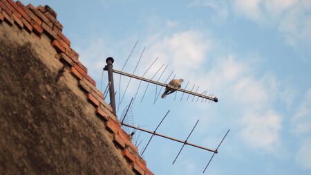 dove on the antenna of an old houseの写真素材