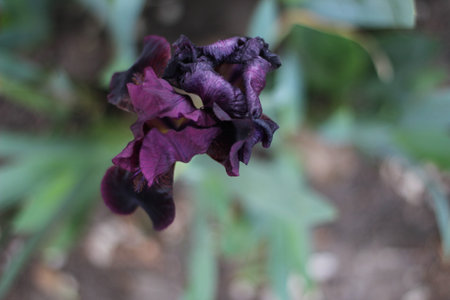 rare iris,dark purple flower