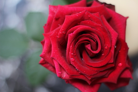 beautiful red rose with rain drops, from aboveの写真素材