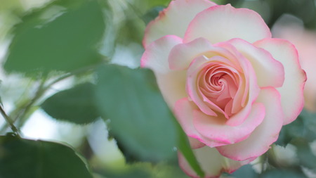tinted pink rose flower in the gardenの写真素材