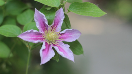 beautiful flower of Clematisの写真素材