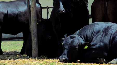 Angus black cow lying on the sunの写真素材