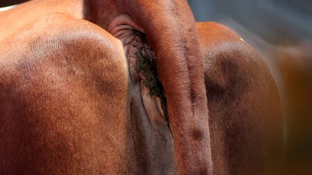dirty anus of cowの写真素材