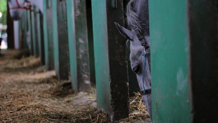 Beautiful gray horse in the stableの写真素材