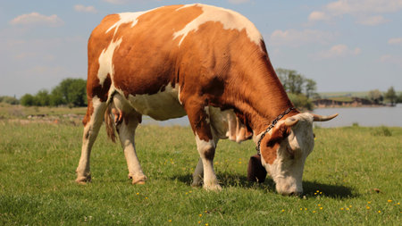 Grazing cow on the pasture