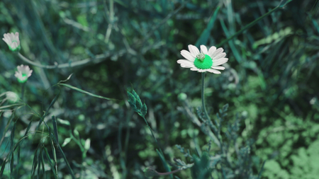 Snail in the green wonderlandの写真素材