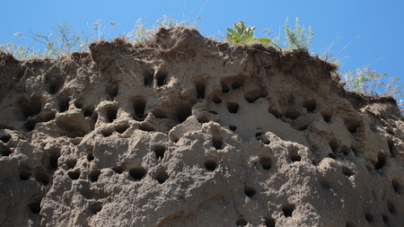 Sand cliff,the natural habitat of the sand martinの写真素材
