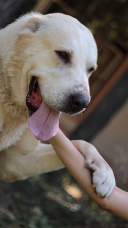 Dog,asian shepherd cuddling with his owner