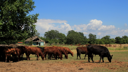 The cows and the tree on the grasslandの写真素材