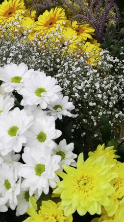 A diverse offer of spring flowersの写真素材