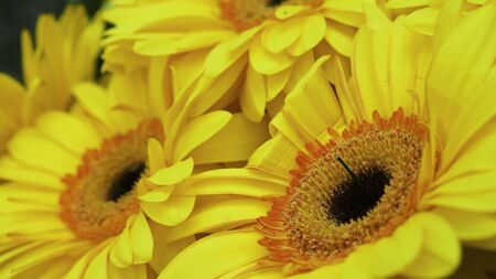Yellow gerber and small decorative white flowersの写真素材