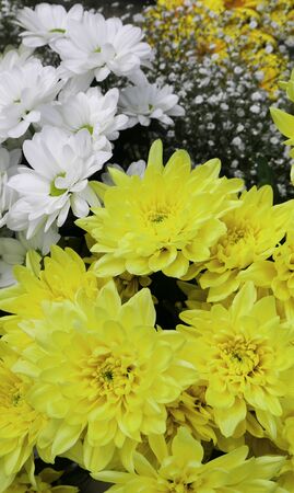 Beautiful spring yellow and white flowersの写真素材