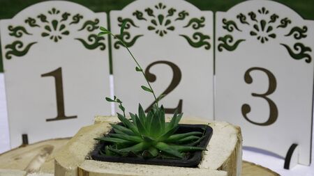 Table number card from one to three. Perfect for wedding or anniversary design - Decoration with houseleeks in a wooden pot.の写真素材