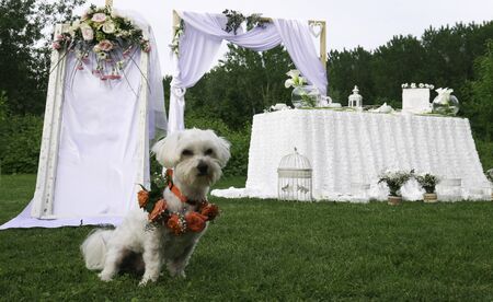 White Maltese with flower necklace at the wedding - Dog the best man on a wedding.の写真素材
