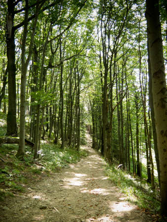 pathway in green forest in Bieszczady mountains, Polandの写真素材