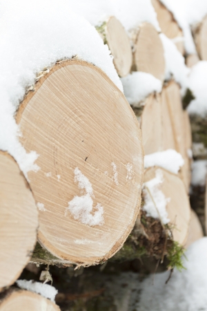 Wood pile with snow in forestの写真素材