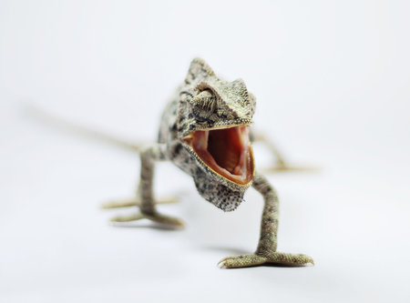 a chameleon with an open mouth on a white background