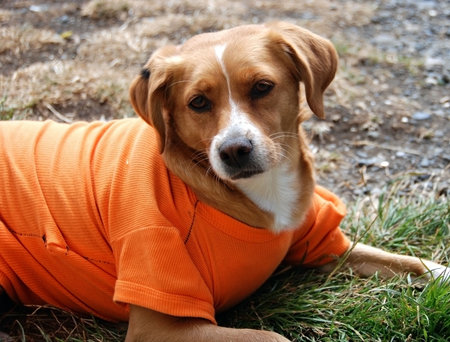 dog in an orange shirt