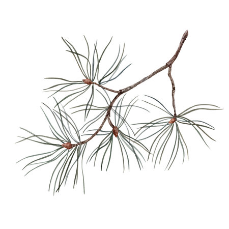 cotton. Watercolor. isolate. For prints, printing, stickers, tags, corporate identity, web design, invitations, patterns. Attribute of winter holidays. hand drawnの写真素材