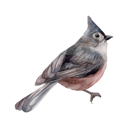 cotton. Watercolor. isolate. For prints, printing, stickers, tags, corporate identity, web design, invitations, patterns. Attribute of winter holidays. hand drawnの写真素材