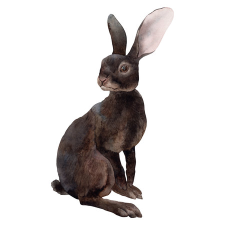 cotton. Watercolor. isolate. For prints, printing, stickers, tags, corporate identity, web design, invitations, patterns. Attribute of winter holidays. hand drawnの写真素材