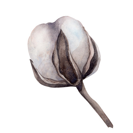 cotton. Watercolor. isolate. For prints, printing, stickers, tags, corporate identity, web design, invitations, patterns. Attribute of winter holidays. hand drawnの写真素材