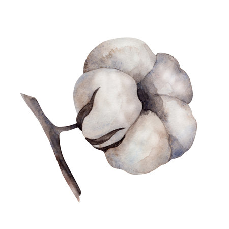 cotton. Watercolor. isolate. For prints, printing, stickers, tags, corporate identity, web design, invitations, patterns. Attribute of winter holidays. hand drawnの写真素材