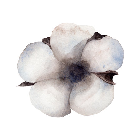 cotton. Watercolor. isolate. For prints, printing, stickers, tags, corporate identity, web design, invitations, patterns. Attribute of winter holidays. hand drawnの写真素材