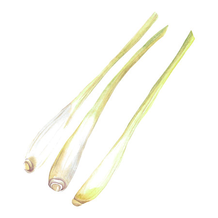 Lemongrass Watercolor Isolate Illustration for clipart. Designed for menus, culinary blogs, packaging, textiles, web design, stickers, invitationsの写真素材