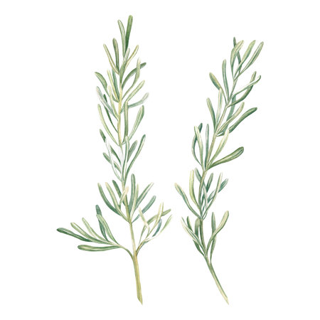 Rosemary Watercolor Isolate Illustration for clipart. Designed for menus, culinary blogs, packaging, textiles, web design, stickers, invitationsの写真素材