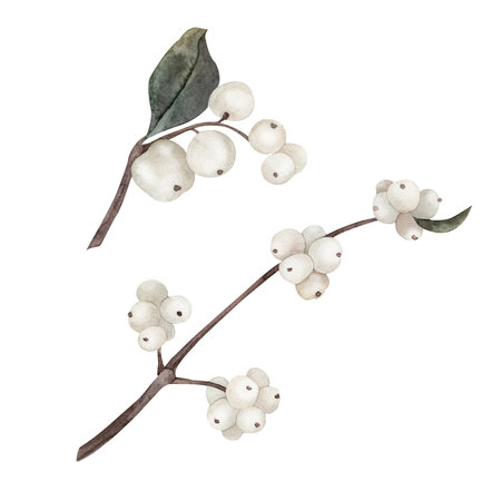 Snowberry Watercolor. Set. For prints, printing, stickers, tags, corporate identity, web design, invitations, patterns.の写真素材