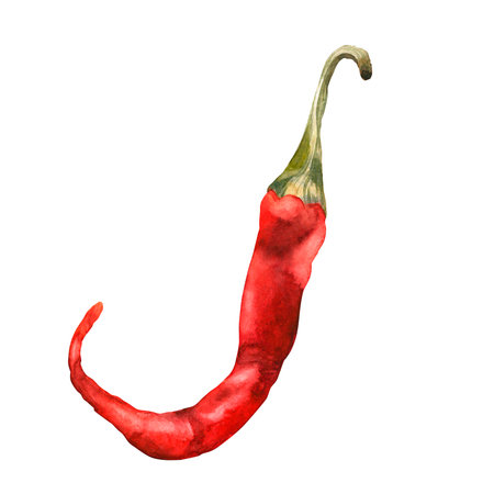 Chilli. Watercolor. isolate. Illustration for clipart. Designed for menus, culinary blogs, packaging, textiles, web design, sites, stickers, invitations, patterns, logos. Drawn by hand.の写真素材