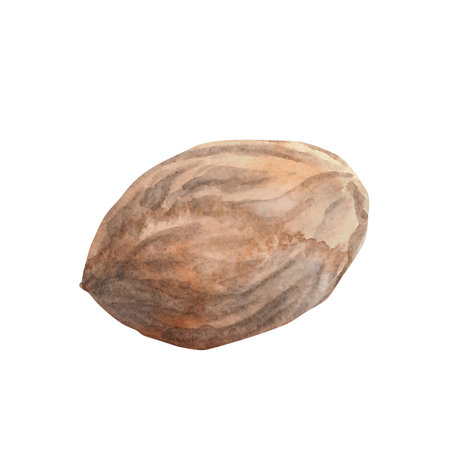 Nutmeg. Watercolor. isolate. Illustration for clipart. Designed for menus, culinary blogs, packaging, textiles, web design, sites, stickers, invitations, patterns, logos. Drawn by hand.の写真素材