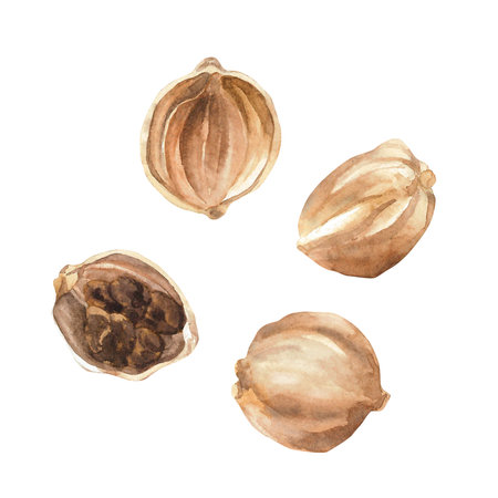 Cardamon Watercolor. Set. Illustration for clipart. Designed for menus, culinary blogs, packaging, textiles, web design, sites, stickers, invitations, patterns, logos. Drawn by hand.の写真素材