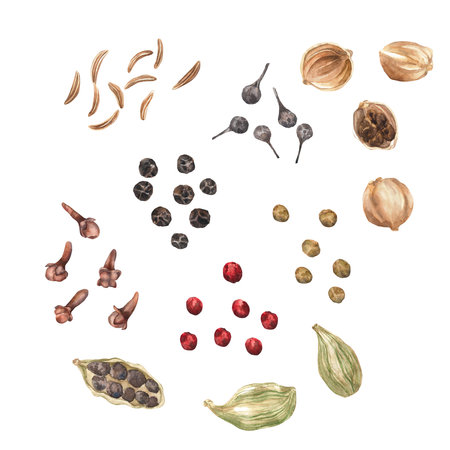 Spices. Watercolor. set. Illustration for clipart. Designed for menus, culinary blogs, packaging, textiles, web design, sites, stickers, invitations, patterns, logos. Drawn by hand.の写真素材